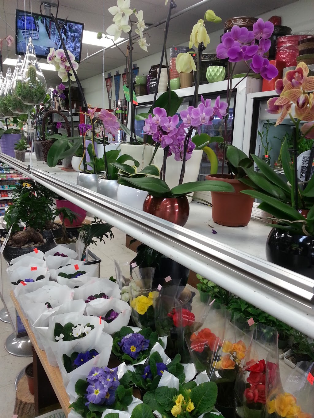 Eastown Gifts & Flowers | 2646 Eglinton Av E, Scarborough, ON M1K 2S3, Canada | Phone: (416) 264-4435