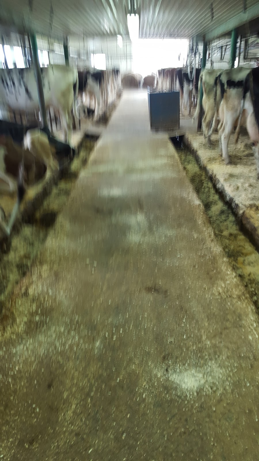Ferme Raylag 2008 Inc | 18 Av. Lambert, Beauceville, QC G5X 1T8, Canada | Phone: (418) 230-9018