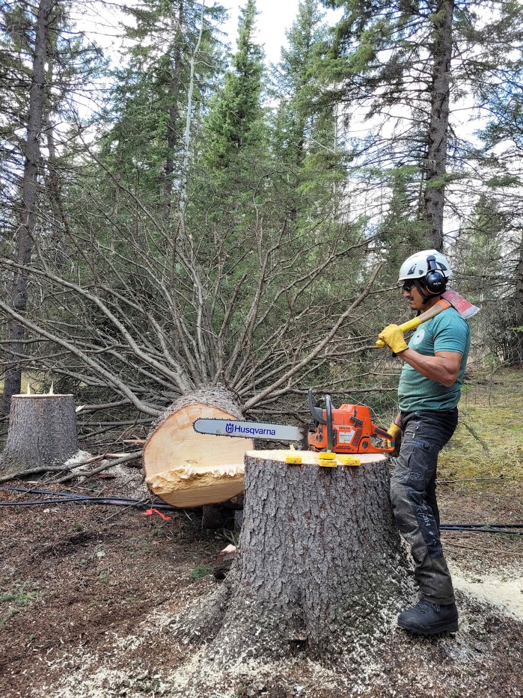 Prairie Woodlands Tree Care Ltd. | 264098, Range Rd 13, Airdrie, AB T4B 5B7, Canada | Phone: (587) 600-8936