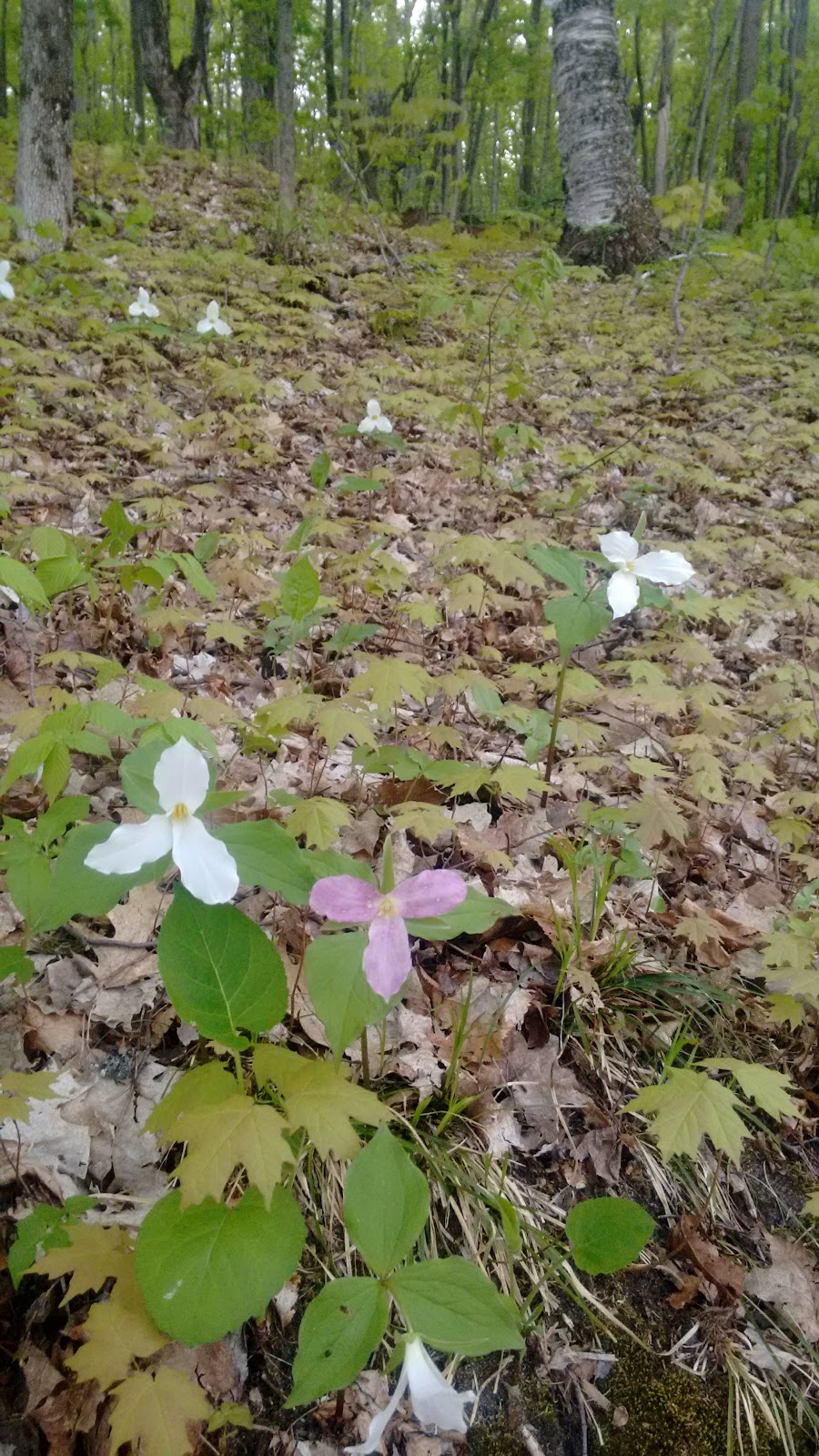 Sheila McKee Park | 1730 Sixth Line Rd, Dunrobin, ON K0A 1T0, Canada