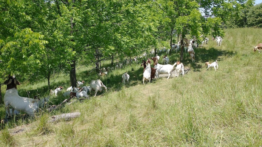Big Creek Goats | 1438 Brant County Hwy 54, Caledonia, ON N3W 2G9, Canada | Phone: (905) 981-1789