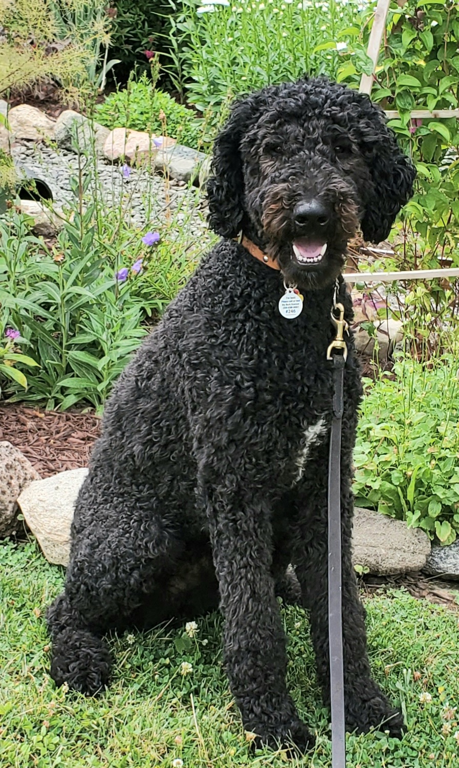 My Bark Avenue Academy | 728 Darling Rd, Warkworth, ON K0K 3K0, Canada | Phone: (289) 688-0681