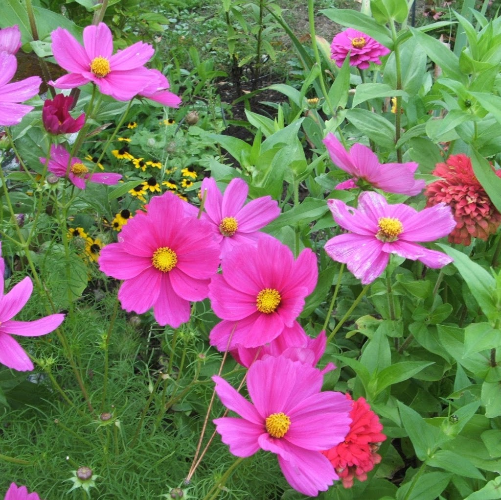 The Passionate Gardener | 1018 Southwood Rd, Severn Bridge, ON P0E 1N0, Canada | Phone: (705) 331-7850