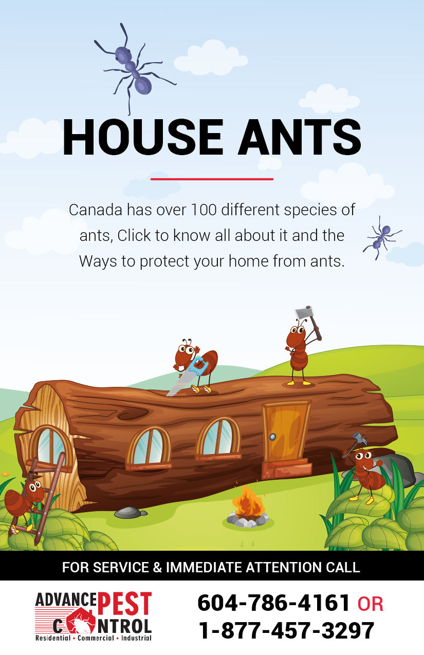 Advance Pest Control Surrey/Langley | 15299 68 Ave #203, Surrey, BC V3S 2C1, Canada | Phone: (604) 786-4161