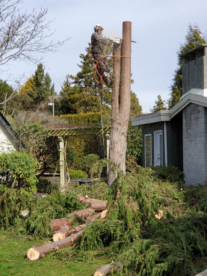 Pacific Hedge Tree Care | 20560 66 Ave #6, Langley, BC V2Y 2Y8, Canada | Phone: (778) 999-8996
