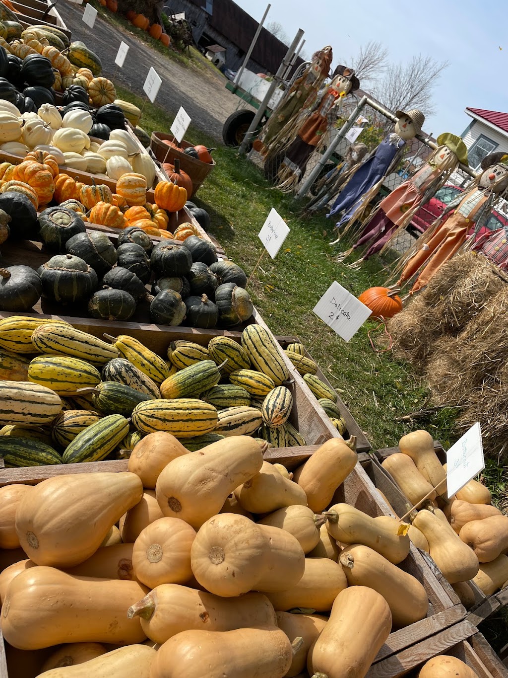 Ferme Caravias (Citrouilles et Gourdes exotiques) | 1119 QC-219, Les Jardins-de-Napierville, QC J0L 1H0, Canada | Phone: (450) 247-2959