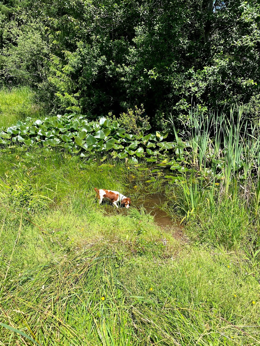 Head’s Up Kennels | 1589 Nurmi Rd, Merville, BC V0R 2M0, Canada | Phone: (250) 650-5690