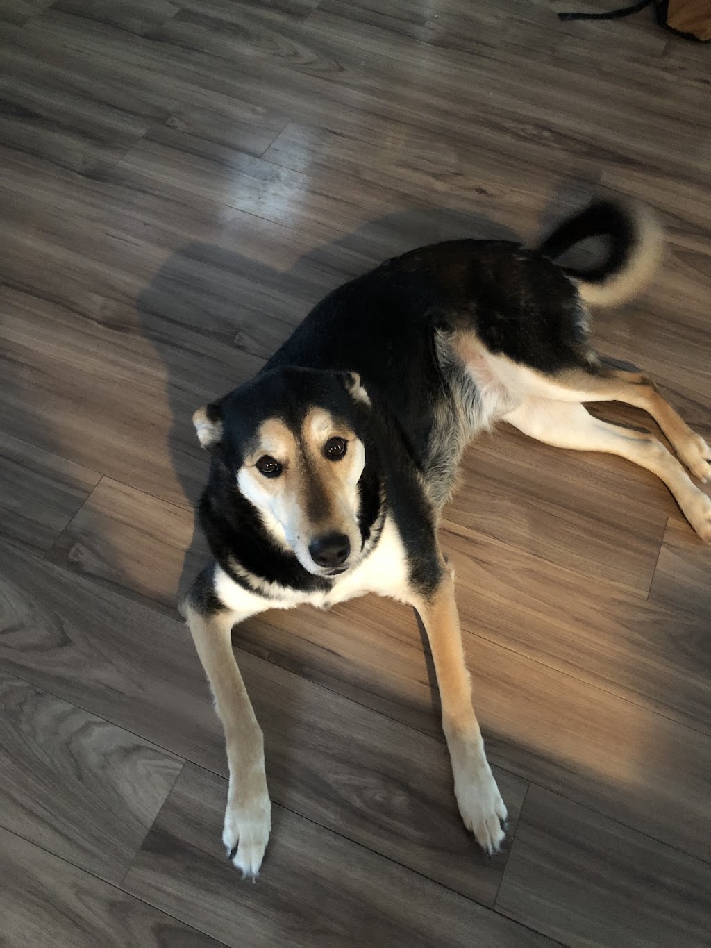 Macleod Trail Animal Hospital | 8910 Macleod Trail SE, Calgary, AB T2H 0M4, Canada | Phone: (403) 255-1168