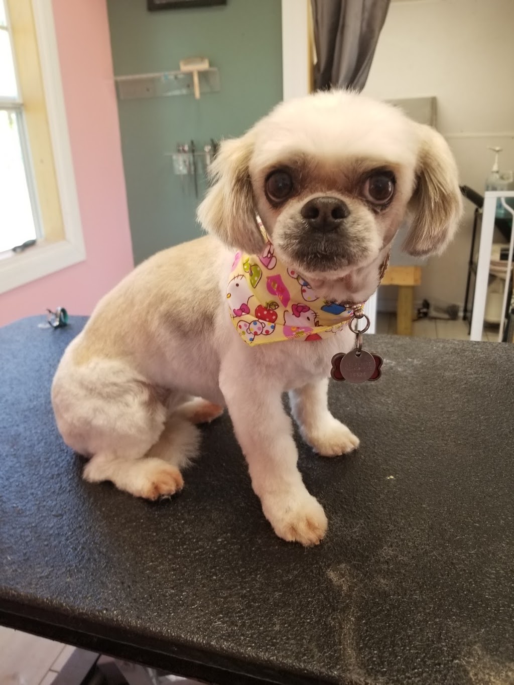 Grooming by Kerri | 63308, Range Rd 271, Jarvie, AB T0B 4B0, Canada | Phone: (780) 224-7064