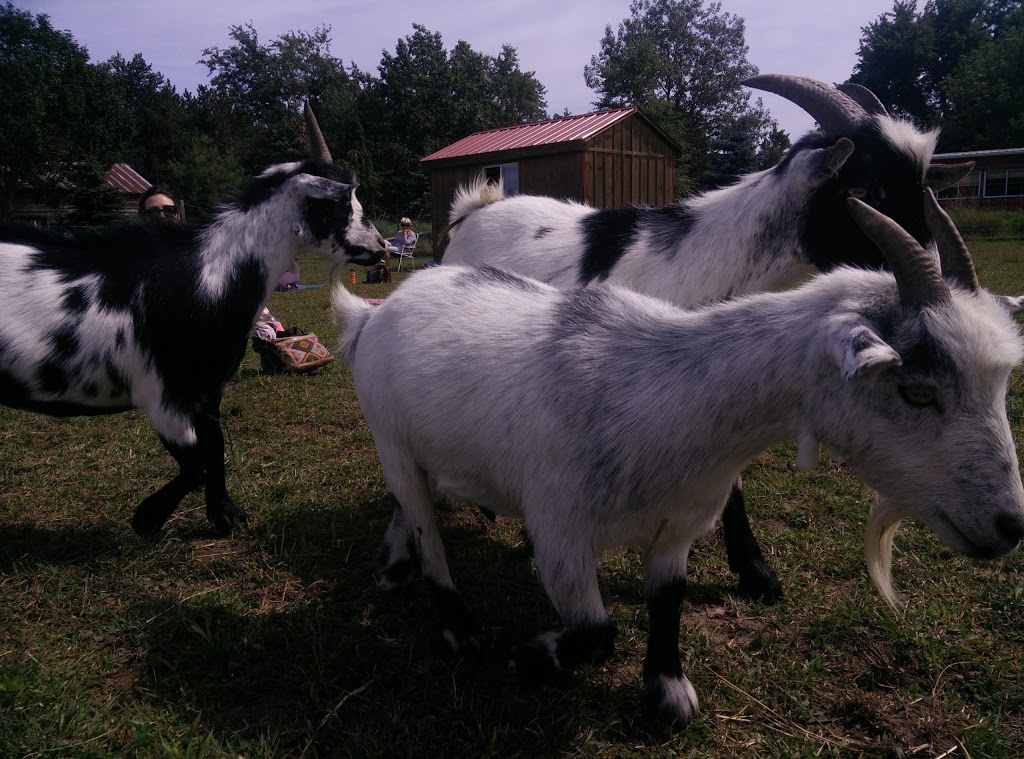 Wishing Well Sanctuary | 2710 Line 10, Bradford, ON L3Z 2A5, Canada | Phone: (905) 775-9179