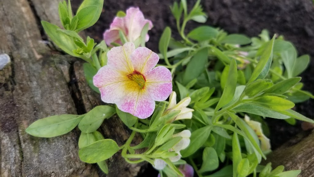 Little Village Garden Centre | Adams Rd, Trenton, ON K8V 5P4, Canada | Phone: (613) 392-4504