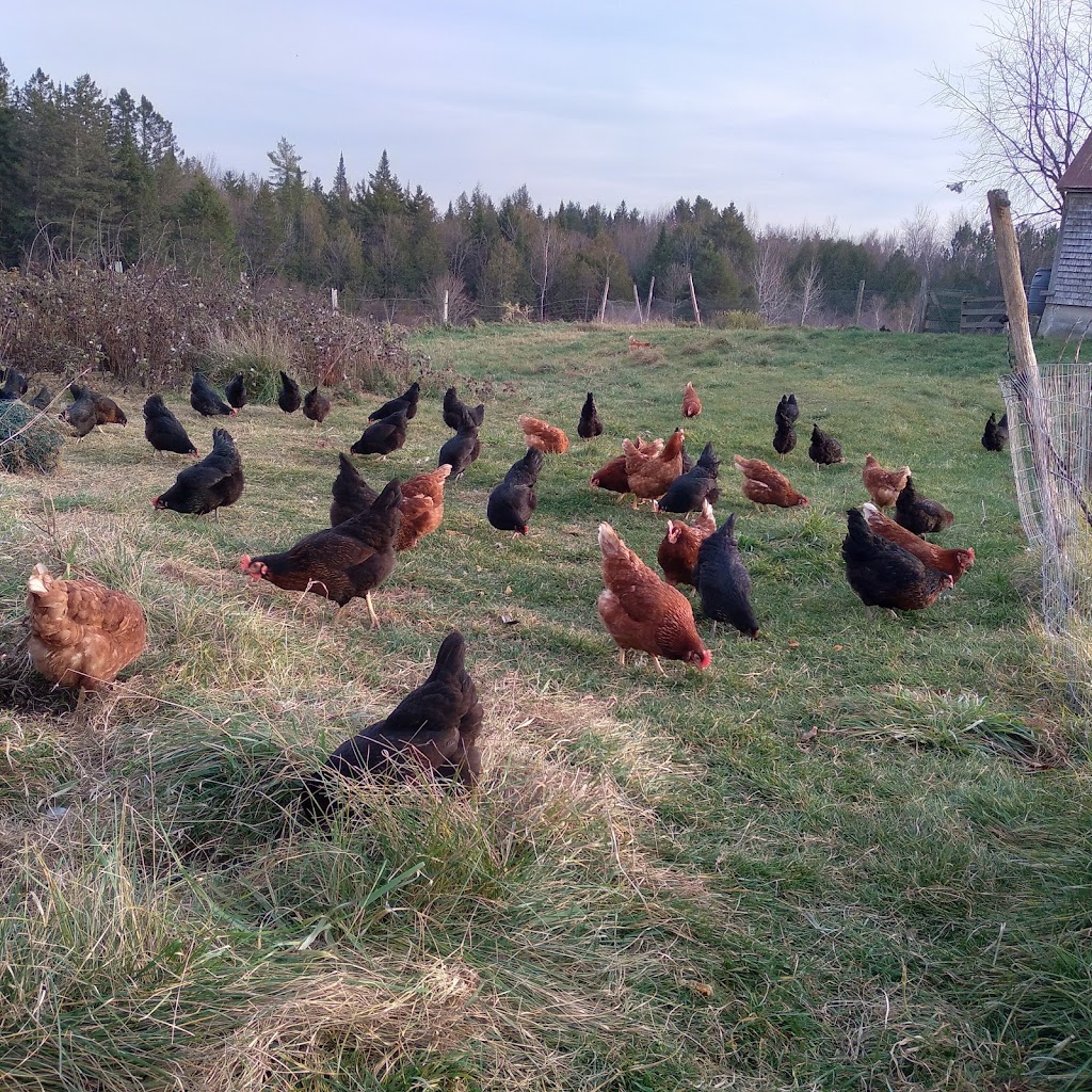 Ferme Noëka | 628 Chemin du, 5e Rang, Le Val-Saint-François, QC J0A 1A0, Canada | Phone: (819) 845-4873