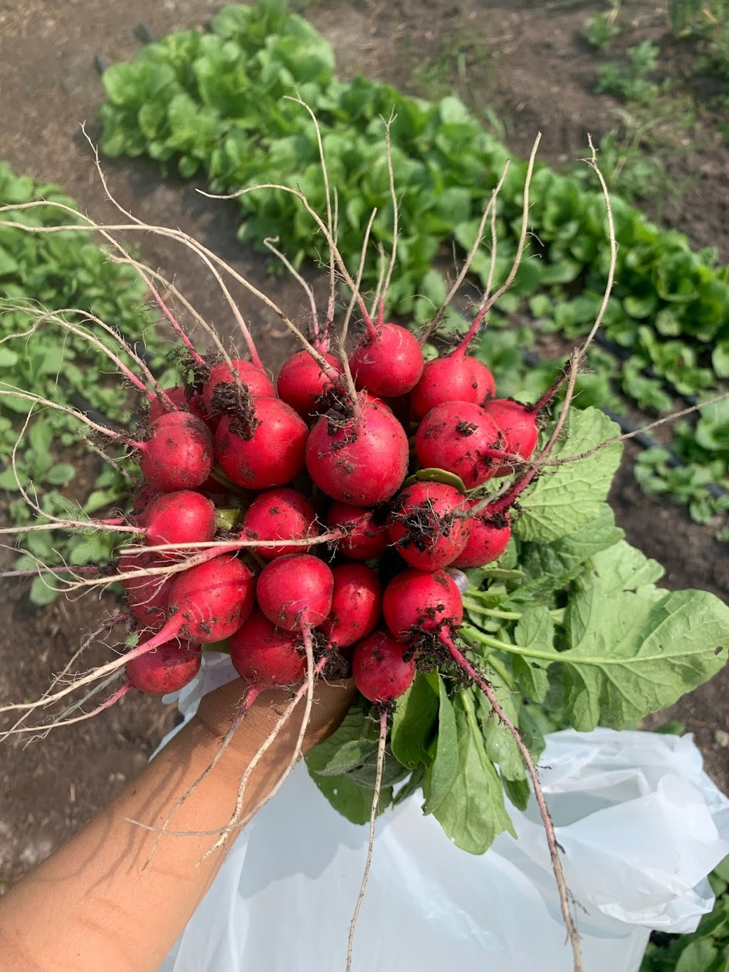 Spring Field Farm 春田农场 | 50367 Range Road 265, AB T9G 0K5, Canada | Phone: (780) 200-1379