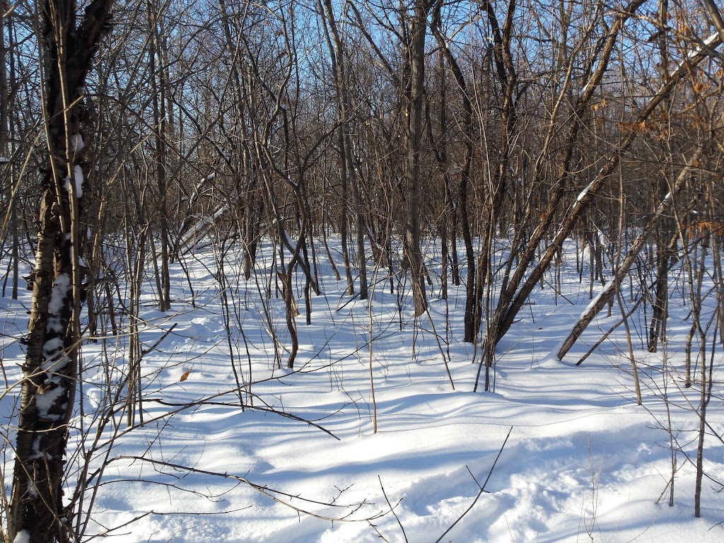 Carlington Park | 1640 Laperriere Ave, Ottawa, ON K1Z 5A6, Canada | Phone: (613) 580-2595