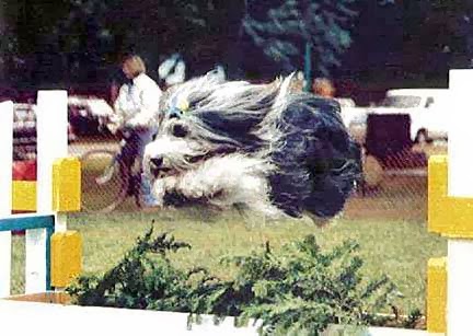 Essa Valley Feedn Pet Center | 4919 County Rd 90, Barrie, ON L4M 4S4, Canada | Phone: (705) 720-2844