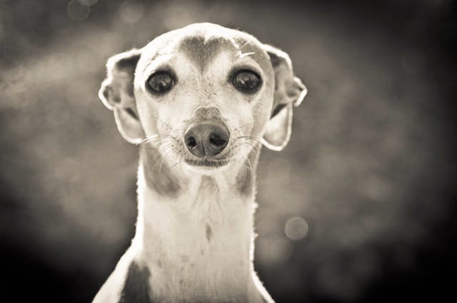 Calgary Pet Wellness and Spay & Neuter Clinic | 3563 52 St SE, Calgary, AB T2B 3R3, Canada | Phone: (403) 569-7387