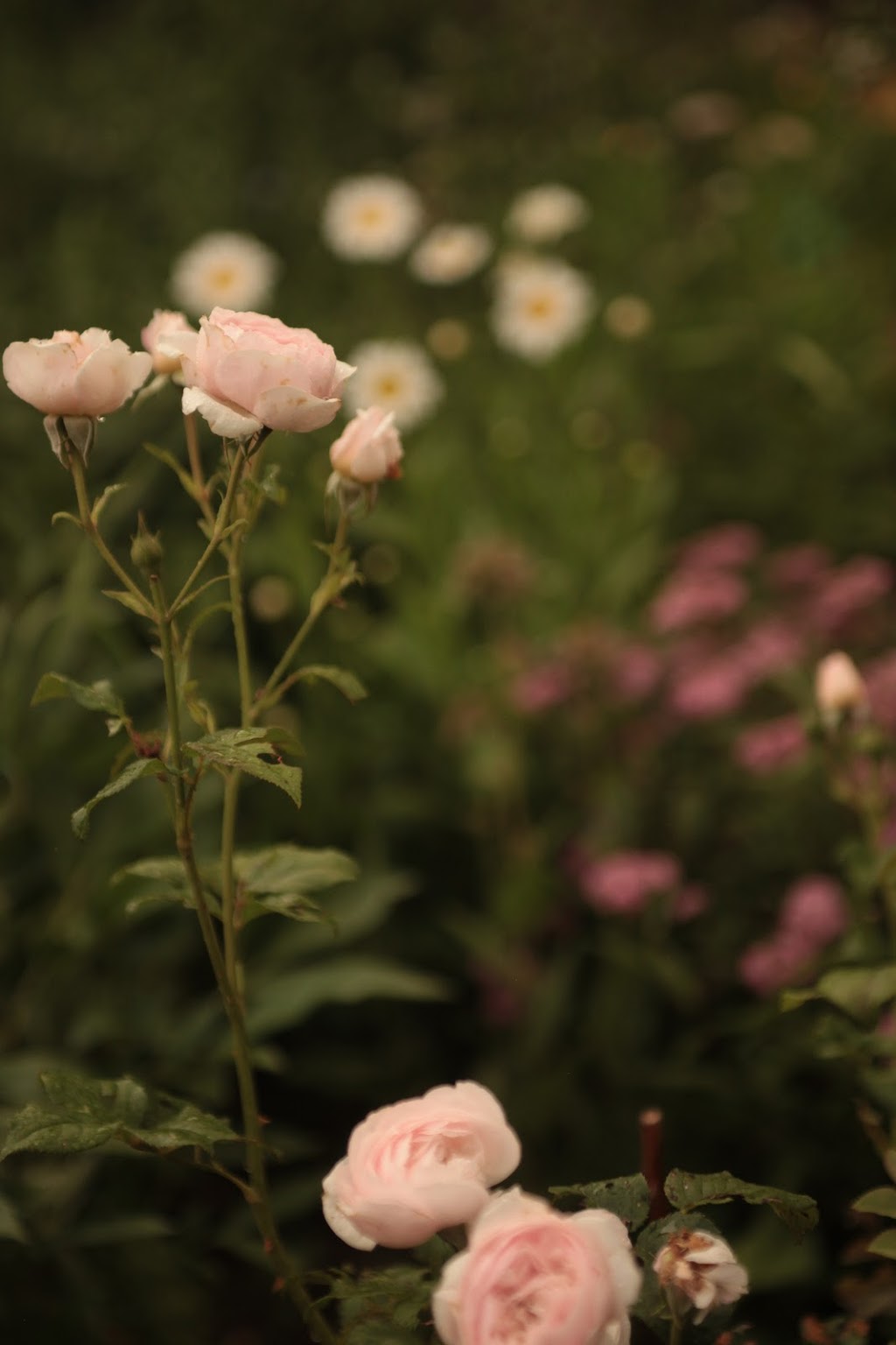 Woods Wildscaping | 627127, Grey County Rd 119, Grey Highlands, ON N0H 1J0, Canada | Phone: (416) 662-3749