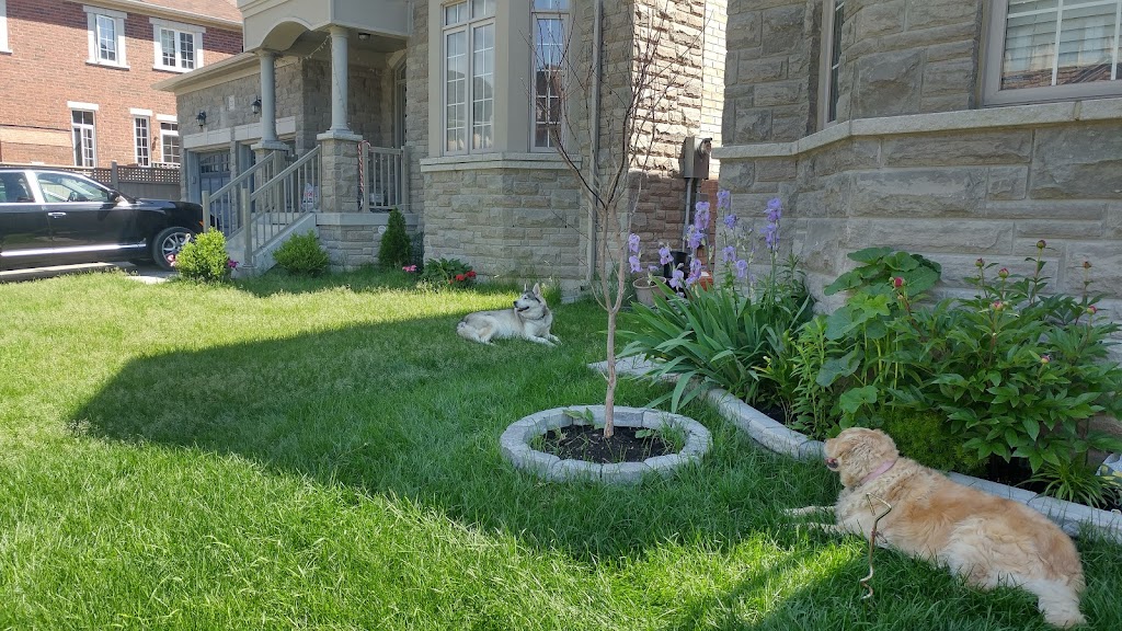 Kelly & Yangs Dog Services - Rover.com/DogVacay Registered | 19 Evershot Cres, Markham, ON L6E 0L5, Canada | Phone: (647) 896-6776