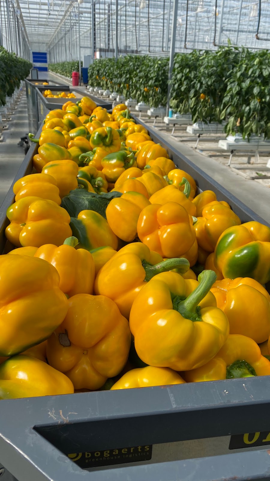 Hacienda North Farms Inc | 2961 Talbot Trail, Wheatley, ON N0P 2P0, Canada | Phone: (519) 800-5062