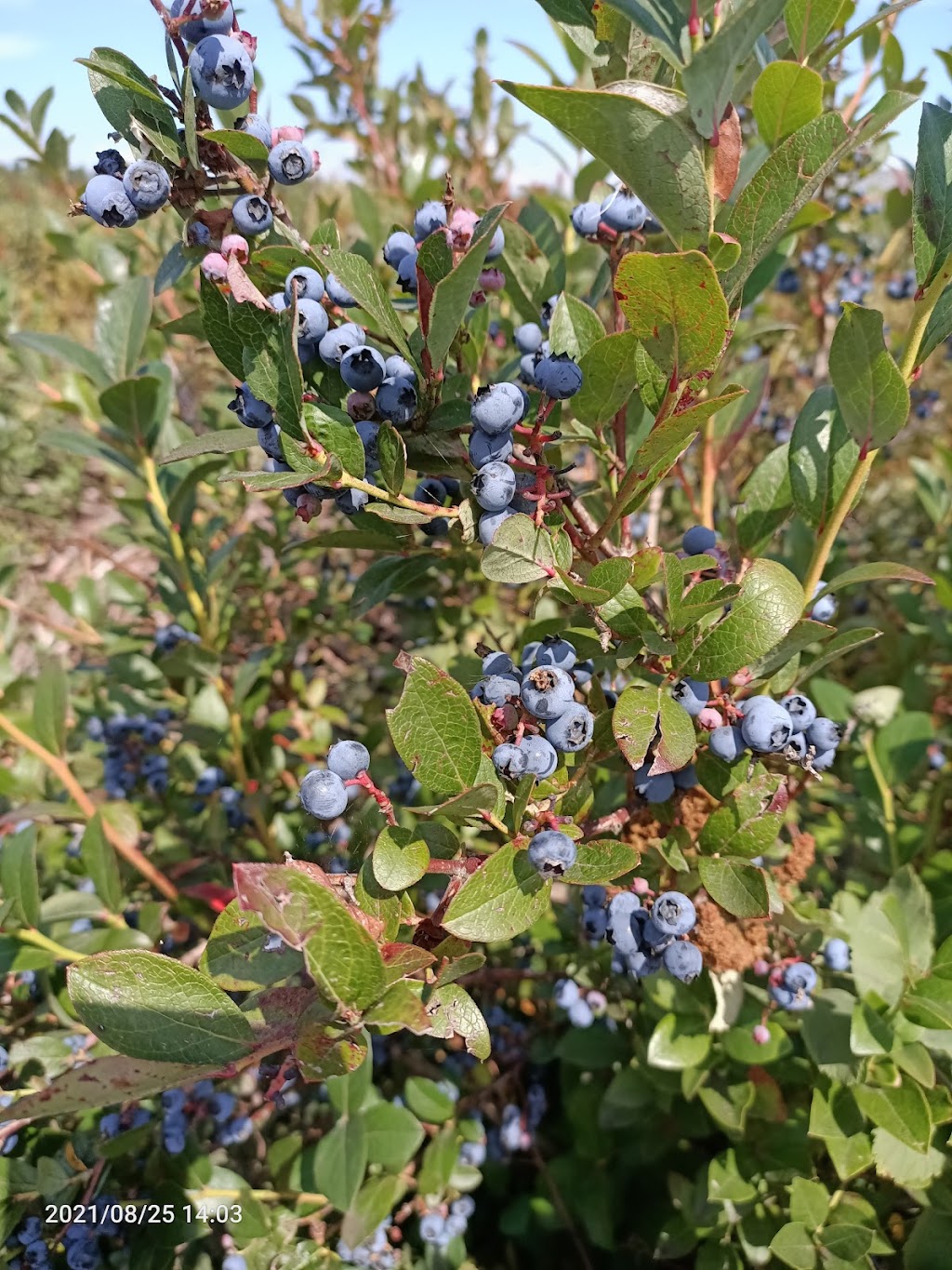 Sunflower Organic Blueberry Farm | 11131 Blundell Rd, Richmond, BC V6Y 1L4, Canada | Phone: (778) 996-4832