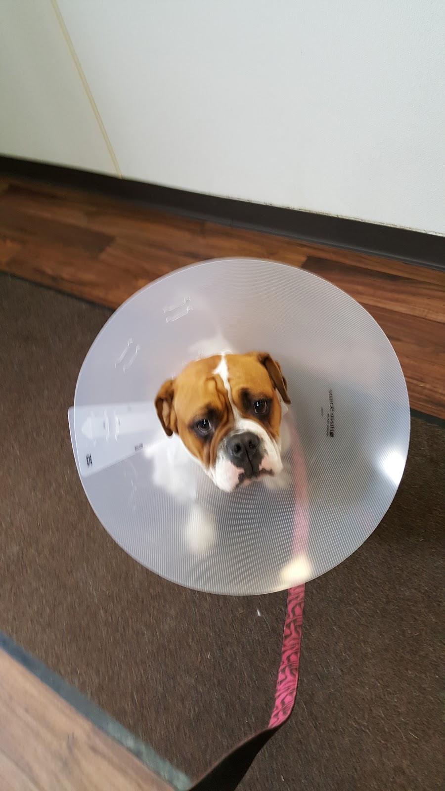 Suburban South Veterinary Hospital | 1230 French Rd, Depew, NY 14043, USA | Phone: (716) 668-0503