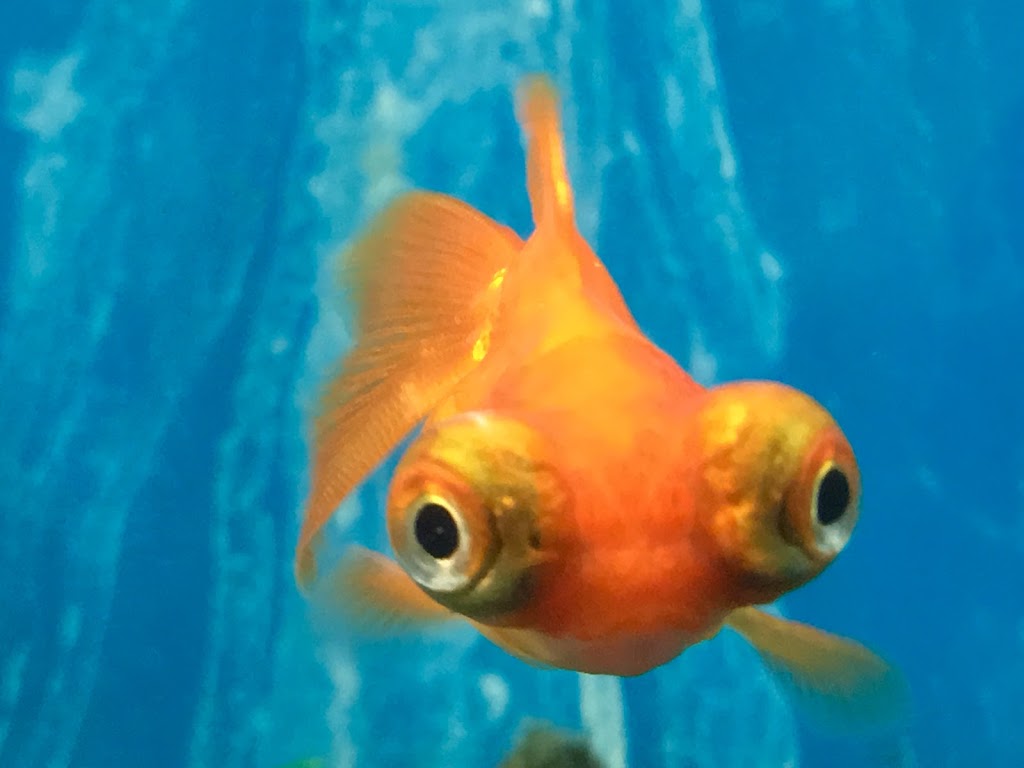 Boutique pour Animaux Aquanimal | 1400 Rue St Paul, Trois-Rivières, QC G9A 0B4, Canada | Phone: (819) 376-9494