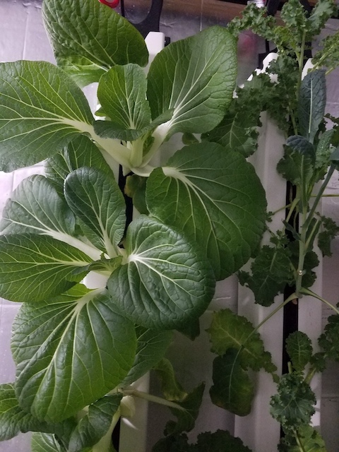 NewTown Microgreens | 18 Stouffer St, Minden, ON K0M 2K0, Canada | Phone: (226) 821-4590