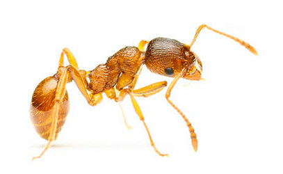 Aristo Pest Control | 99 Crystalview Crescent, Brampton, ON L6P 2S2, Canada | Phone: (647) 339-3926