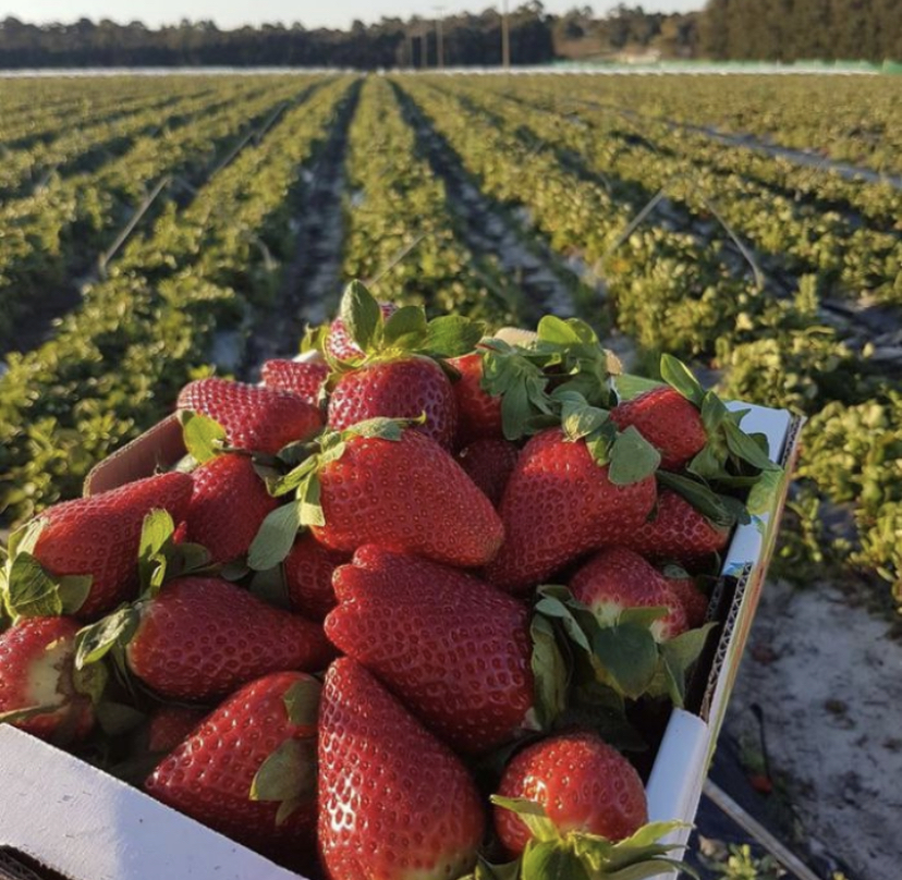 Declan Castle Farm | 15 Shore Rd, Debert, NS B0M 1G0, Canada | Phone: (902) 601-0448