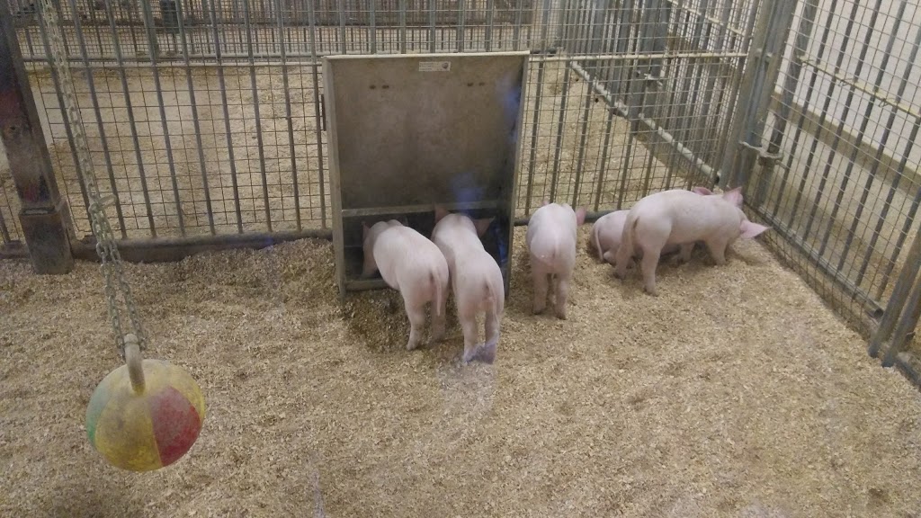 Small Animal Barn | Ottawa, ON K2C, Canada | Phone: (613) 991-3044