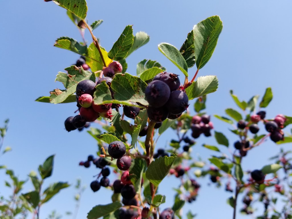 Solstice Berry Farm | 29250 Range Rd 34, Crossfield, AB T0M 0S0, Canada | Phone: (403) 946-4759