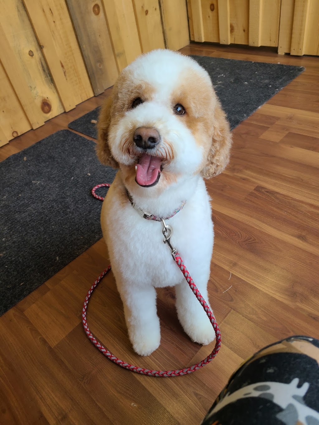 Backcountry Pet Grooming | 191 Ontario St, Burks Falls, ON P0A 1C0, Canada | Phone: (705) 783-5382