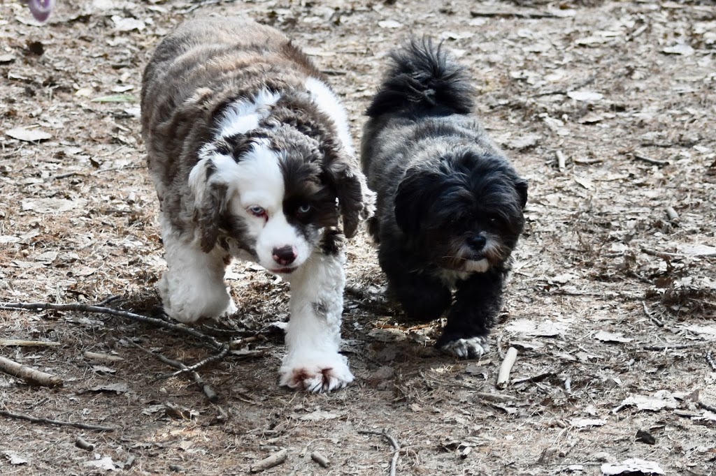 Stittsville Dog Park | Trans Canada Trail, Stittsville, ON K2S 0G8, Canada