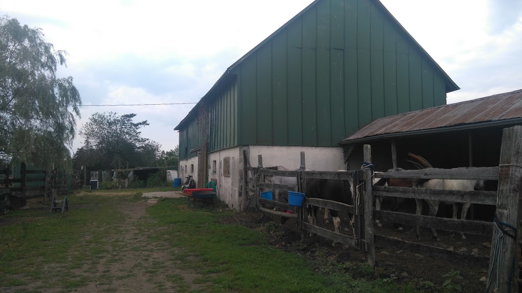 Tanglewood Farm | 31 Zufelt Rd, Consecon, ON K0K 1T0, Canada | Phone: (613) 392-8239