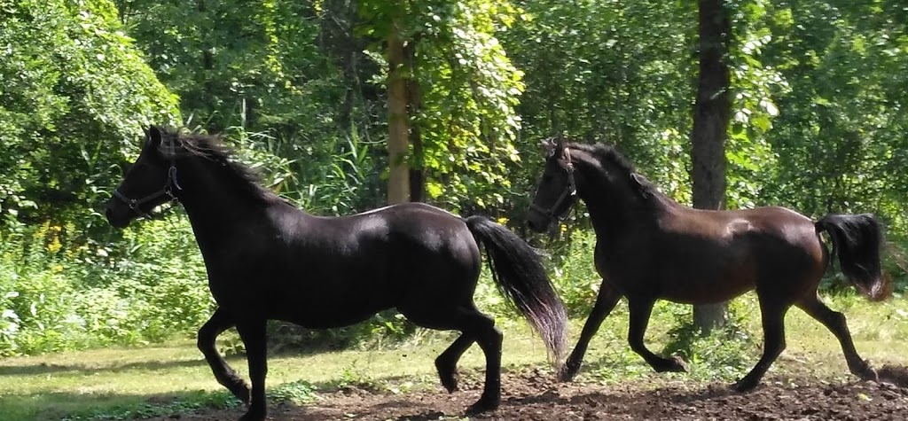Écurie Kanadian élevage de chevaux canadiens | 923 4e Rang O, Saint-Simon, QC J0H, Canada | Phone: (514) 953-0673