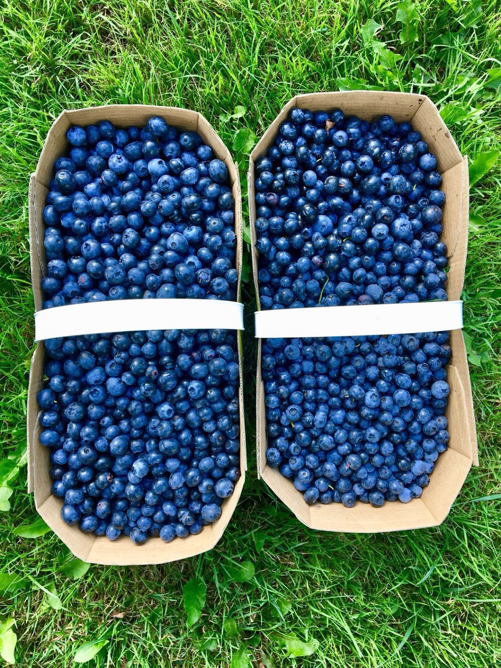 Bleuetière Le Rêve Bleu | 386 Rang de la Presquîle, Saint-Damase, QC J0H 1J0, Canada | Phone: (450) 772-6309