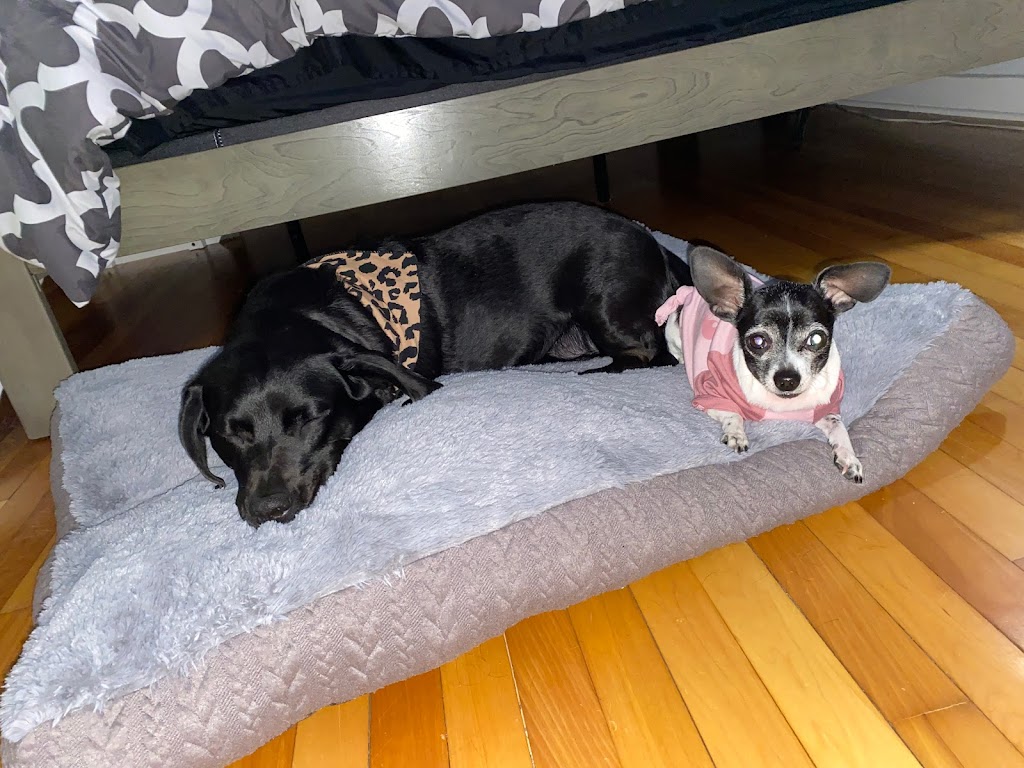 Spryfield Animal Hospital | 320 Herring Cove Rd, Halifax, NS B3R 1V4, Canada | Phone: (902) 477-4040