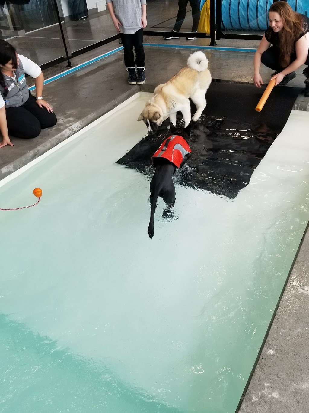 Complexe Animalier Vétérinaire Accès Vet Blainville | 87 Rue Jean-Guyon, Blainville, QC J7C 0K6, Canada | Phone: (450) 433-9303