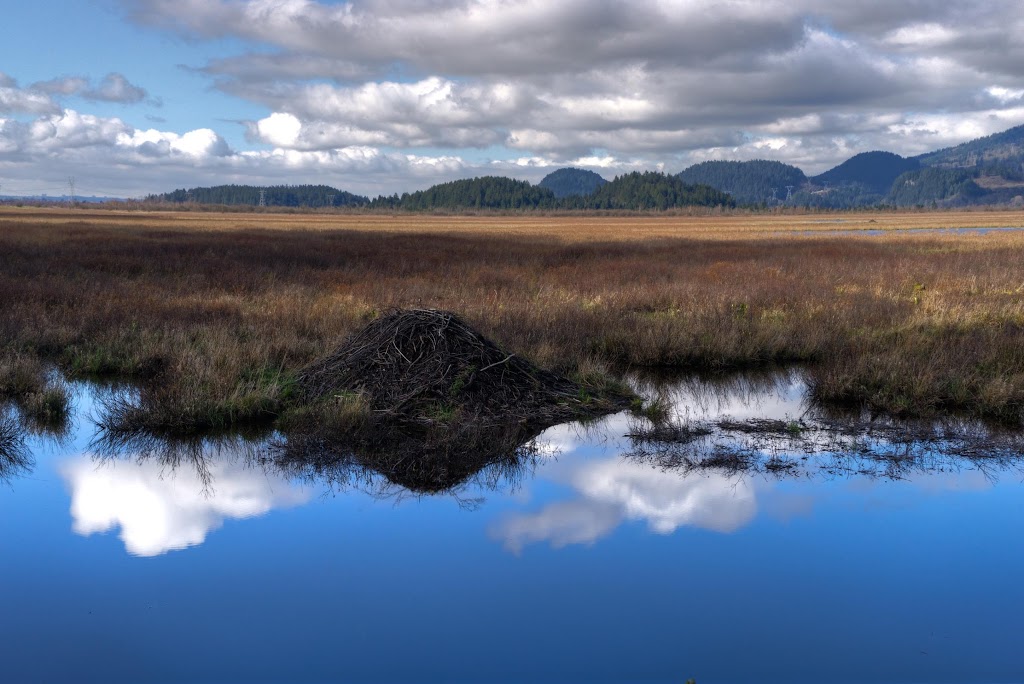 Pitt-Addington Marsh | Pitt Meadows, BC V3Y 1Z1, Canada