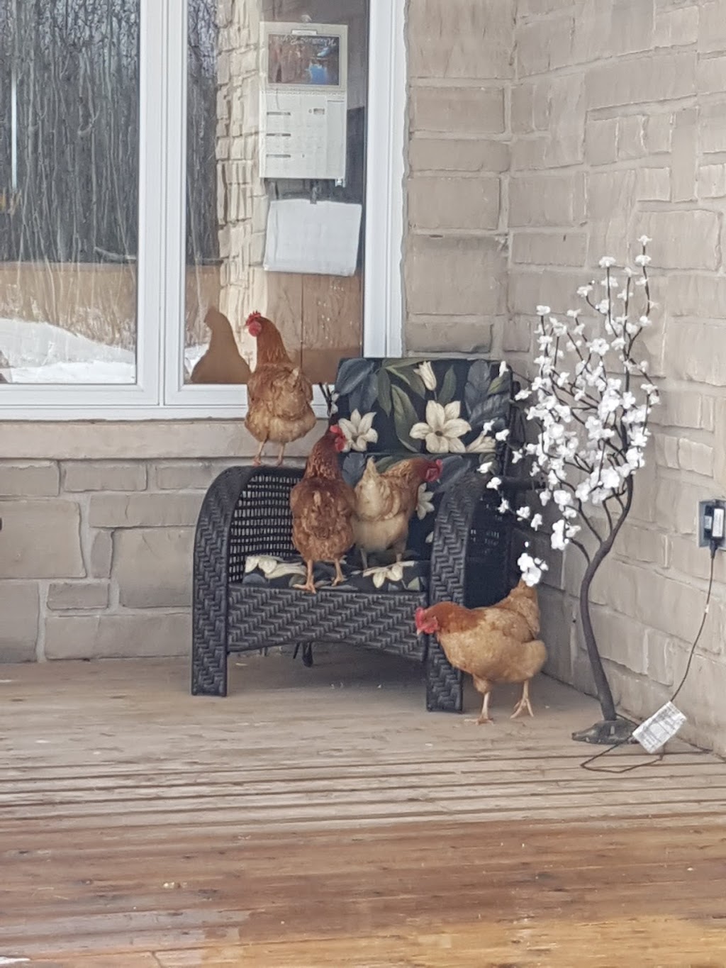 COZY CATS BED & BREAKFAST | Sydney Bay Rd, Ontario N0H 1X0, Canada | Phone: (519) 534-2273