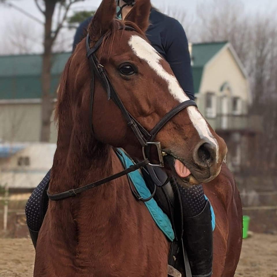 Equestrian Center Cl | 1135 Rue Pernaud, Saint-Lin - Laurentides, QC J5M 1G9, Canada | Phone: (438) 993-9349