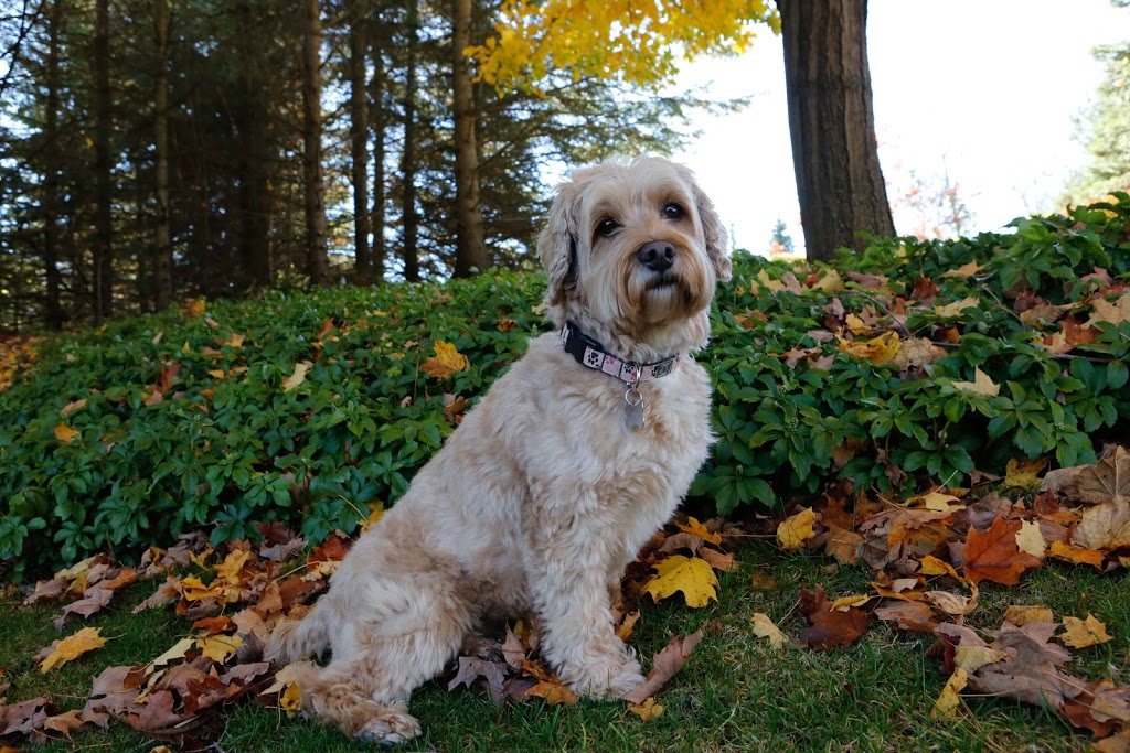 wilmot pet services | 12 Village Green Way, Baden, ON N3A 2V7, Canada | Phone: (519) 589-8595