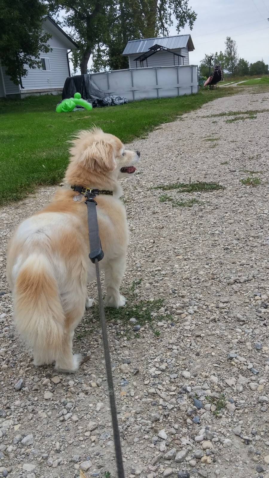 Brokenhead River Kennel | Mile Road 82, RM of Brokenhead, Ladywood, MB R0E 0C0, Canada | Phone: (204) 205-0653