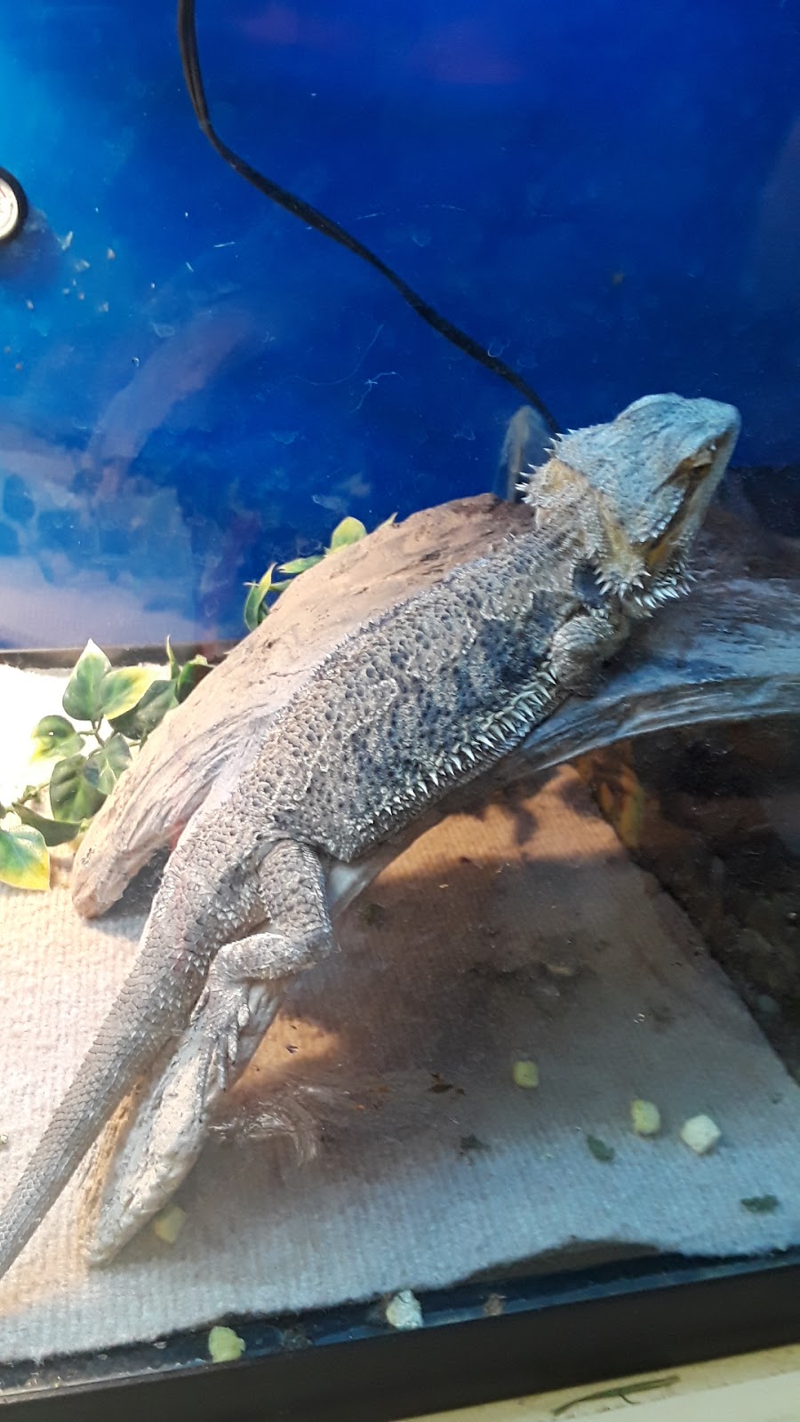 Classic Pet Supply II | 3180 Gratiot Blvd, Marysville, MI 48040, USA | Phone: (810) 364-0200