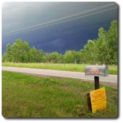 Sunshine Tree Farm & Nursery Inc. | 254/208 rr 284 ne, Calgary, AB T2M 4L5, Canada | Phone: (587) 889-2515