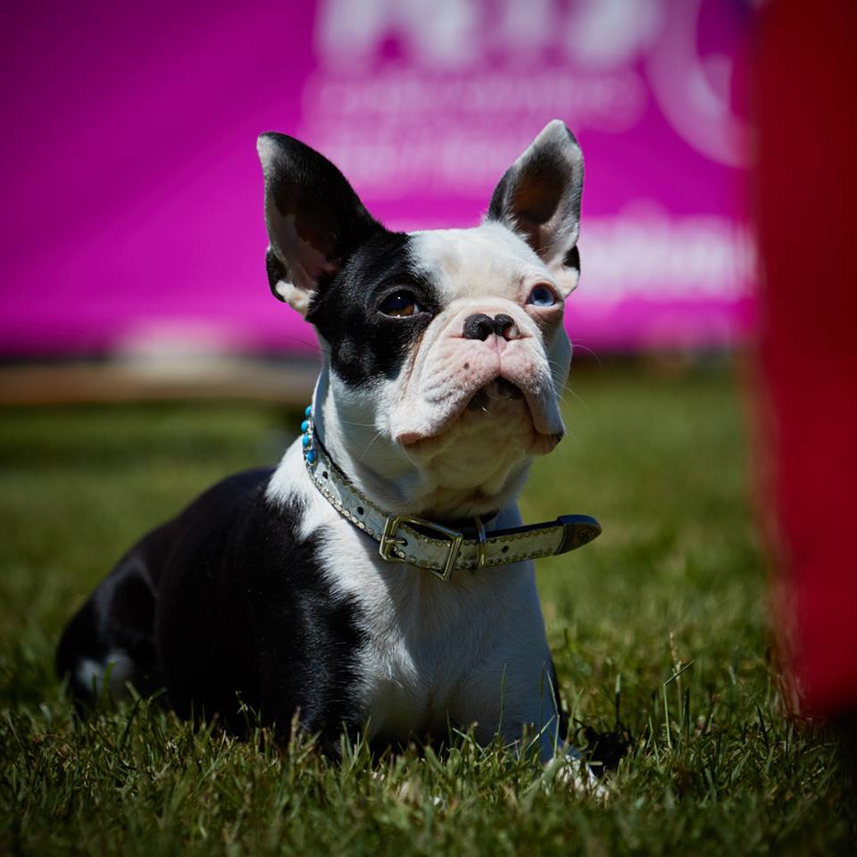 In Dogs We Trust | 1509 Commissioners Rd E, London, ON N6M 1C6, Canada | Phone: (226) 663-0558