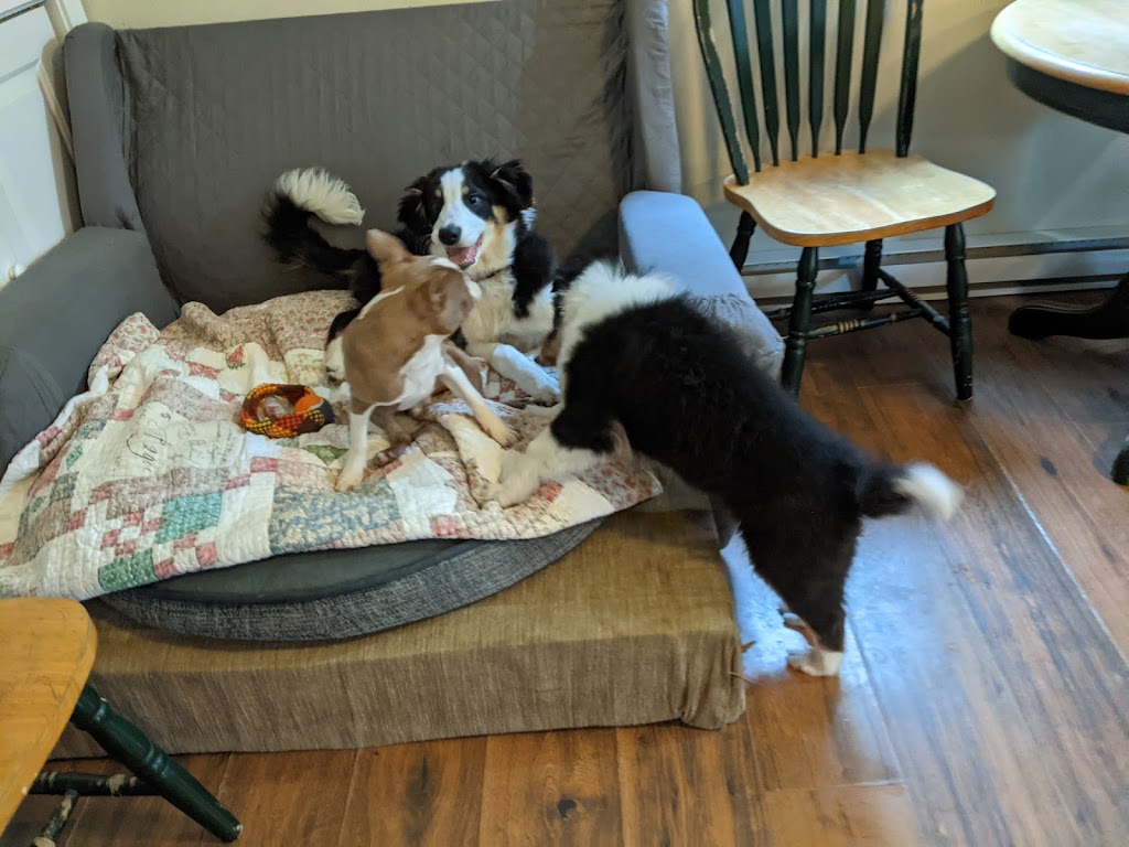 Just Doggin It Adventures Ltd. | 6611 Bear Lake Rd, Mesachie Lake, BC V0R 2N0, Canada | Phone: (250) 580-8364