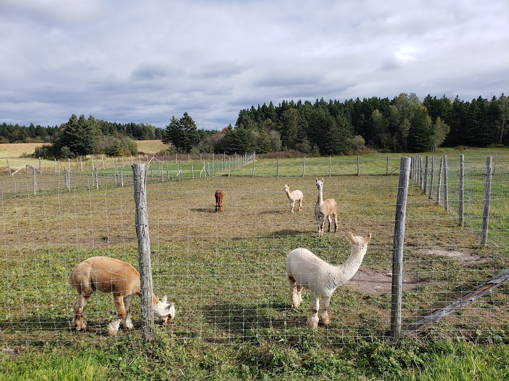 Ferme fibres & compagnie - Les alpagas dAldo | 375 Rang St Charles E, Saint-Alexandre-de-Kamouraska, QC G0L 2G0, Canada | Phone: (418) 495-5375