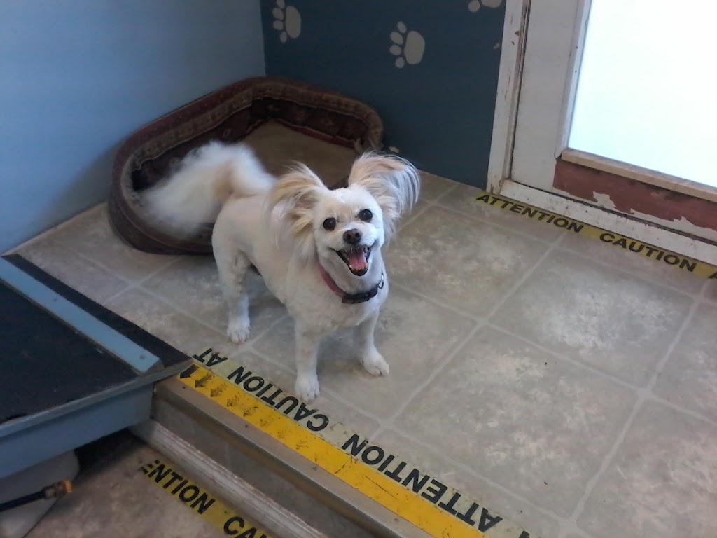 Puppy Love Dog Grooming | 5905 Kellow Rd, Port Alberni, BC V9Y 8W8, Canada | Phone: (250) 723-9491
