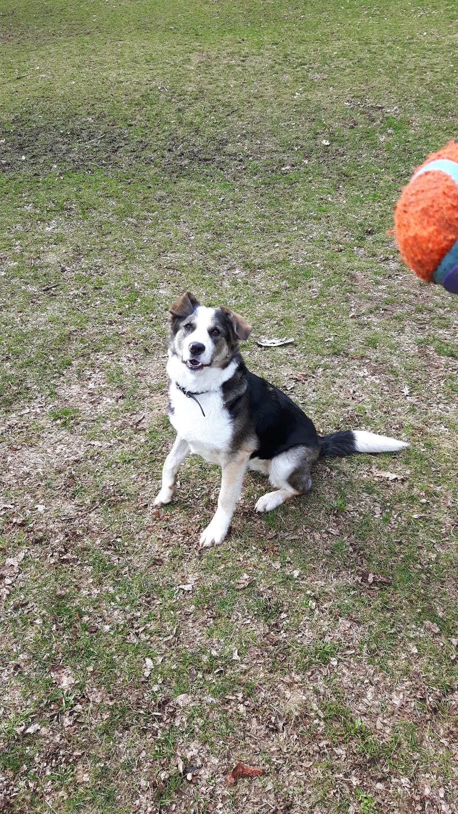Dog Park | 33097 14 Ave, Mission, BC V2V 2P4, Canada
